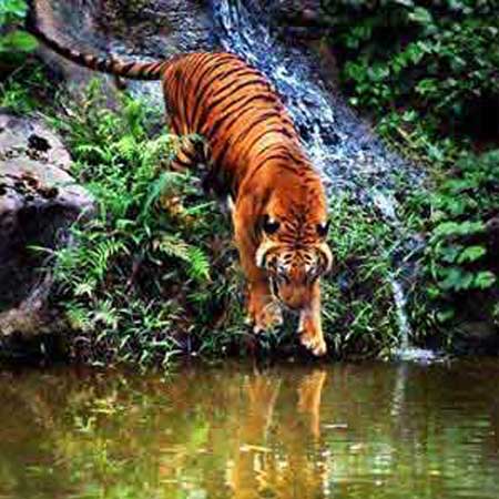 Nagarhole jungle safari