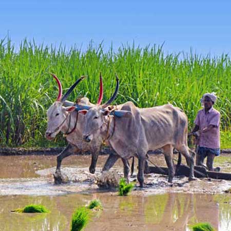 Rural Tamilnadu