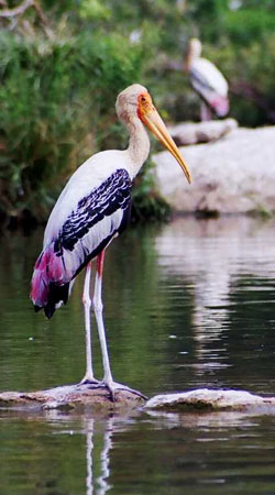 ranganathittu-bird-sanctuary-karnataka