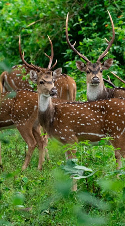 wildlife-karnataka-india