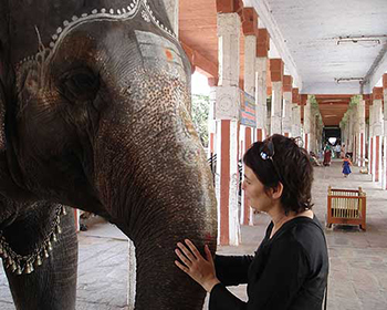 Elephants of India