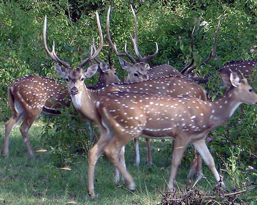 Wildlife and Nature Of India
