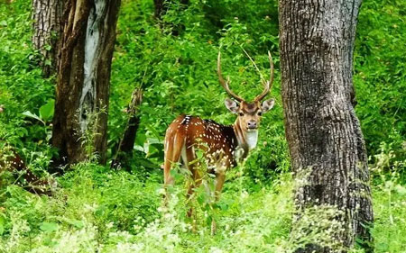 bandipur-national-park