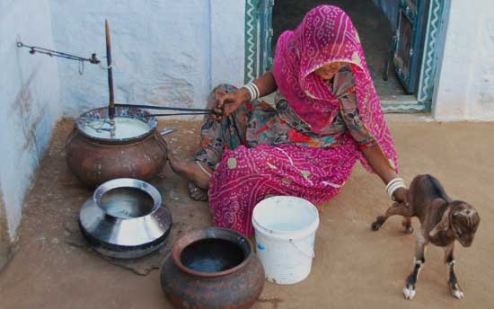 bishnoi-village-rajasthan