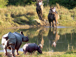 Chitwan jungle