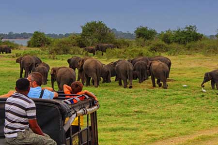 Minneriya-National-Park