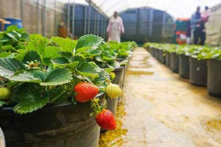 Strawberry-farm